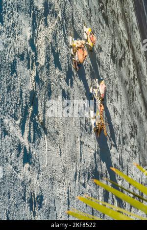 Volti di ceramici attaccati a una parete di stucco dell'artista di Santa Barbara Marge Dunlap. Foto Stock