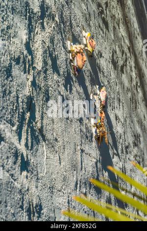 Volti di ceramici attaccati a una parete di stucco dell'artista di Santa Barbara Marge Dunlap. Foto Stock