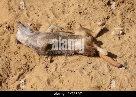 Erdmännchen / Suricate o Meerkat / Suricata suricatta Foto Stock