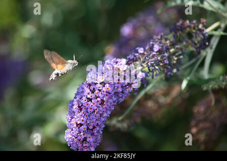 Totenkopfschwärmer / falco della morte africana / Acherontia atropos Foto Stock