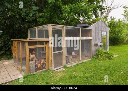 Pollo con galline brune in cortile residenziale in estate. Foto Stock