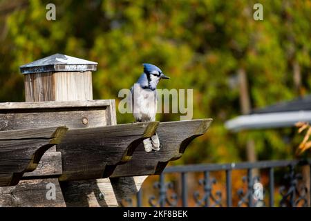 Blue Jay appollaiato guardando la fotocamera all'inizio dell'autunno. Foto Stock