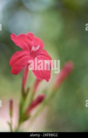 primo piano macro vista di ruellia rosea o ruellia rossa, singolo fiore ornamentale su sfondo sfocato, messa a fuoco selettiva con spazio di copia Foto Stock