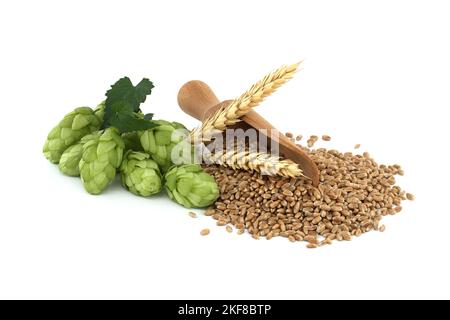 Coni di luppolo vicino a semi di grano che si riversano da scoop di legno, birra e ingredienti della farmacia Foto Stock