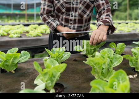 Primo piano il proprietario di affari osserva circa la coltura della rucola organica sull'azienda agricola idroponica con la pastiglia sull'azienda agricola acquaponica, concetto di coltivazione della verdura biologica Foto Stock