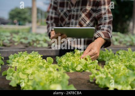 Primo piano il proprietario di affari osserva circa la coltura della rucola organica sull'azienda agricola idroponica con la pastiglia sull'azienda agricola acquaponica, concetto di coltivazione della verdura biologica Foto Stock