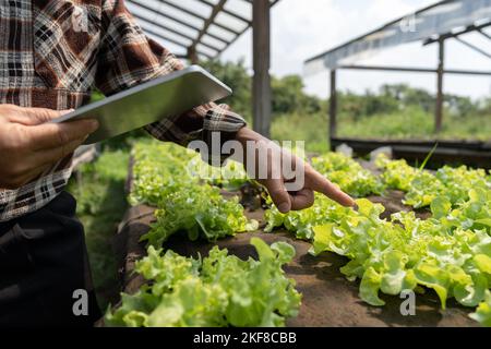 Primo piano il proprietario di affari osserva circa la coltura della rucola organica sull'azienda agricola idroponica con la pastiglia sull'azienda agricola acquaponica, concetto di coltivazione della verdura biologica Foto Stock