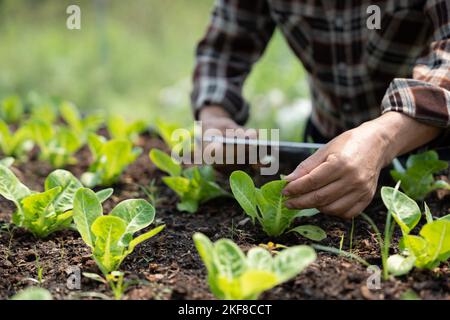 Primo piano il proprietario di affari osserva circa la coltura della rucola organica sull'azienda agricola idroponica con la pastiglia sull'azienda agricola acquaponica, concetto di coltivazione della verdura biologica Foto Stock