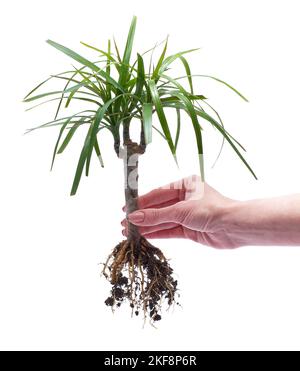 Dracaena radicata impianto di casa di taglio isolato su sfondo bianco Foto Stock