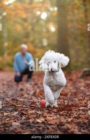 scarabocchio gigante in esecuzione Foto Stock