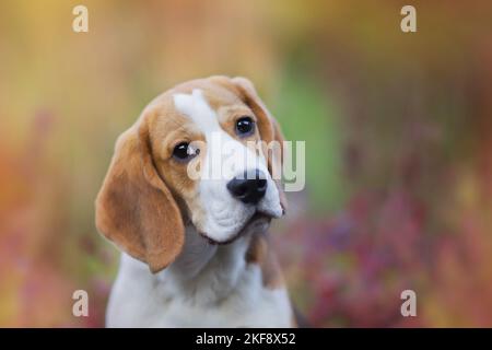 Beagle cucciolo ritratto Foto Stock