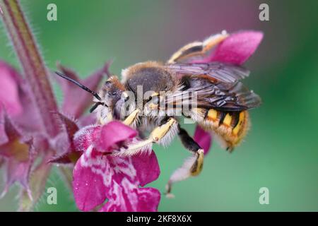 Clooseup colorato su un'ape maschile europea Woolcarder, Anthidium manicatum seduta su un fiore viola Stachys nel giardino Foto Stock