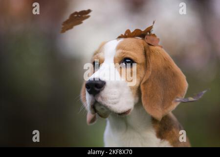 Beagle cucciolo ritratto Foto Stock