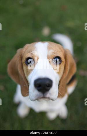Cucciolo di Beagle seduto Foto Stock