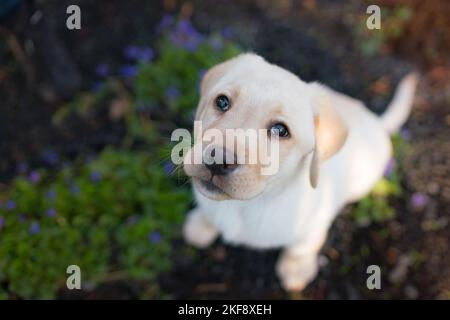 Il Labrador Retriever cucciolo Foto Stock