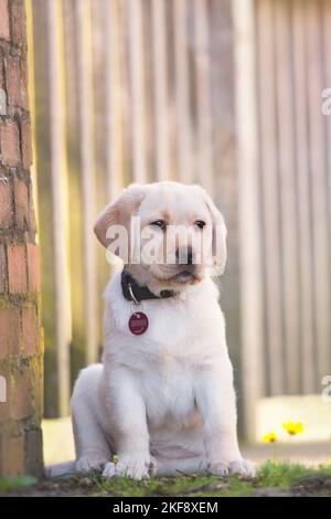 Il Labrador Retriever cucciolo Foto Stock