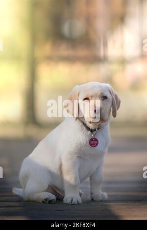 Il Labrador Retriever cucciolo Foto Stock