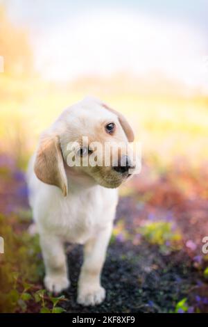 Il Labrador Retriever cucciolo Foto Stock