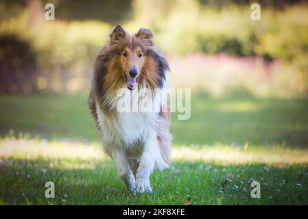 Esecuzione di American Collie Foto Stock