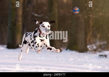 Dalmazia nella neve Foto Stock