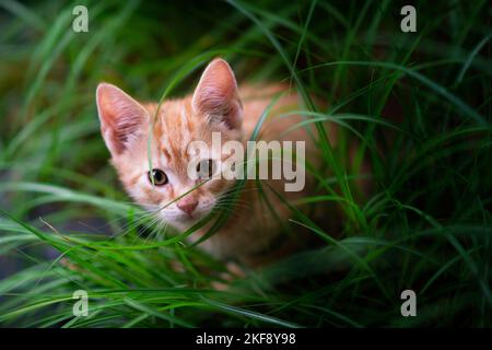 European Shorthair Foto Stock