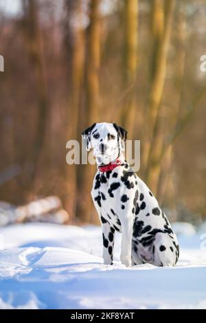 Dalmazia nella neve Foto Stock