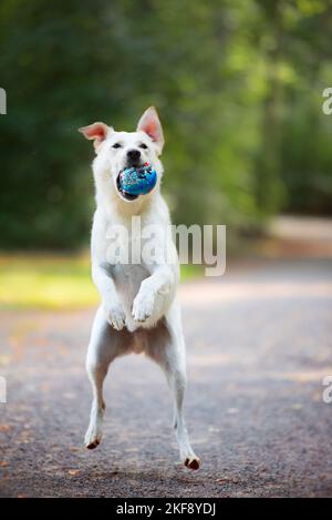 Labrador-Retriever-Pastore maschio Foto Stock