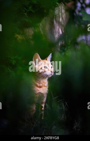 giovane tomcat Foto Stock
