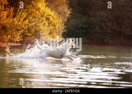 Labrador-Retriever-Pastore in autunno Foto Stock