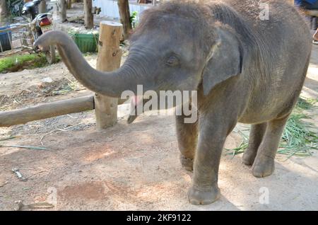 Giovane elefante Phuket Thailandia nutrire simpatico animale di bellezza Foto Stock