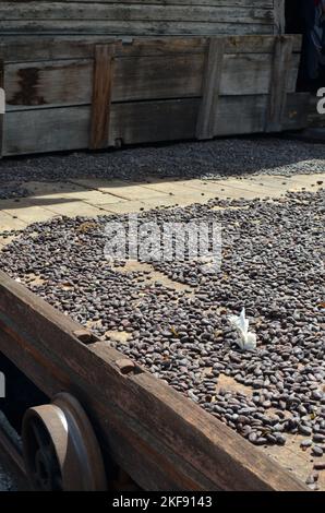 Fagioli di cacao friggere nella produzione del sole Grenada isola caraibica Foto Stock