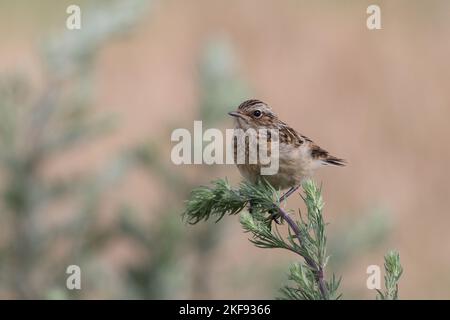 giovane whinchat Foto Stock