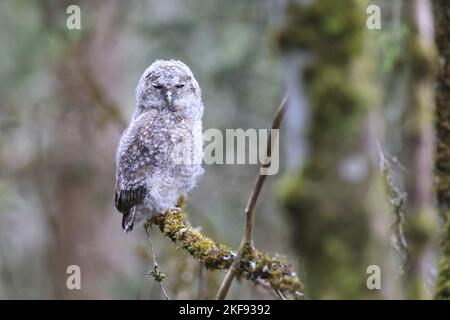 Tawny gufo nestling seduto sul ramo Foto Stock