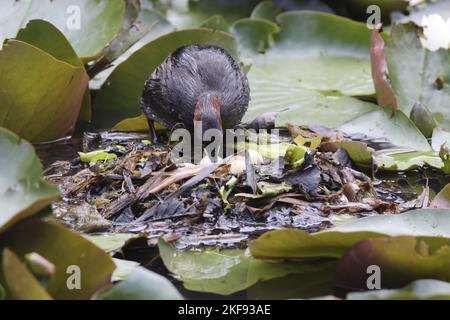 Frizione Little Grebe Foto Stock