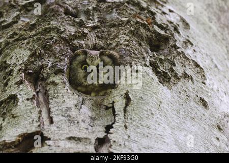 Il gufo di Tengmalm seduto in un albero cavo Foto Stock