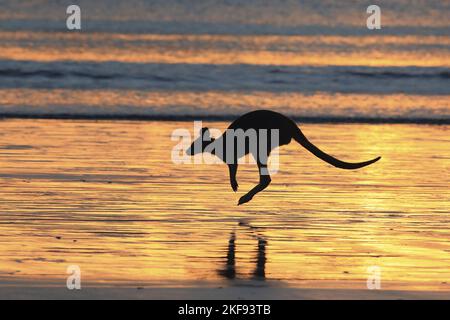 wallaby whiptail Foto Stock