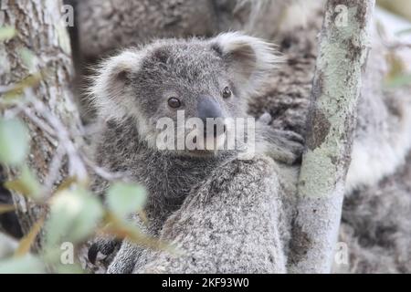 Koala Foto Stock