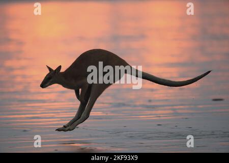 wallaby whiptail Foto Stock