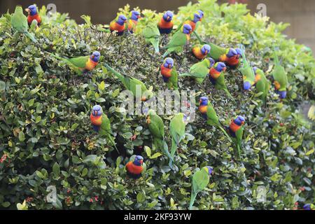 gregge di lorichetti arcobaleno Foto Stock