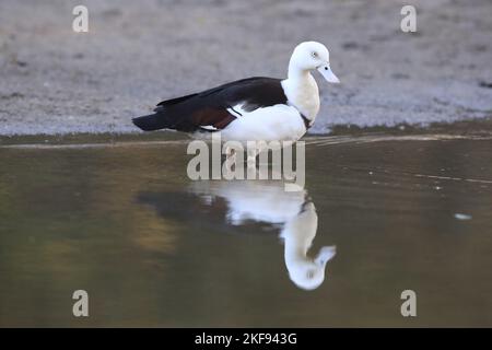 Burdekin anatra in acqua Foto Stock