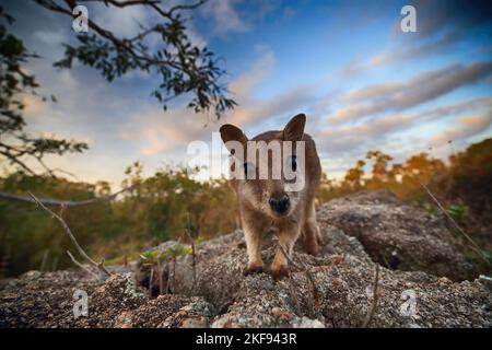 In piedi Mareba roccia wallaby Foto Stock