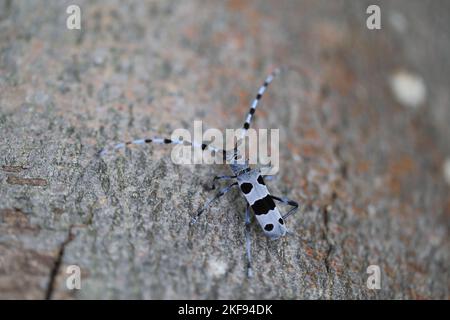 Beetle alpino longhorn Foto Stock