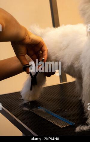 foto di un groomer che taglia la zampa di un cane con le forbici su un tavolo Foto Stock