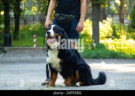 cane di montagna bernese nel parco in estate per passeggiate in ucraina, cane purebred, cane da addestramento Foto Stock