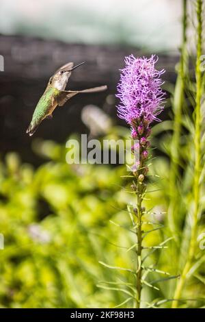 Uno scatto verticale di un piccolo colibrì che vola vicino alla pianta della stella di Blazing su uno sfondo verde Foto Stock