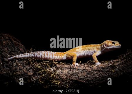 Un primo piano di un geco giallo leopardo sul tronco contro lo sfondo nero Foto Stock
