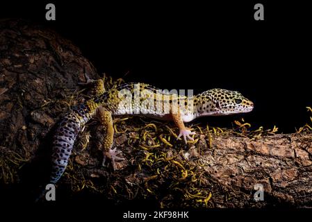 Un primo piano di un geco di leopardo macchiato sul tronco contro lo sfondo nero Foto Stock