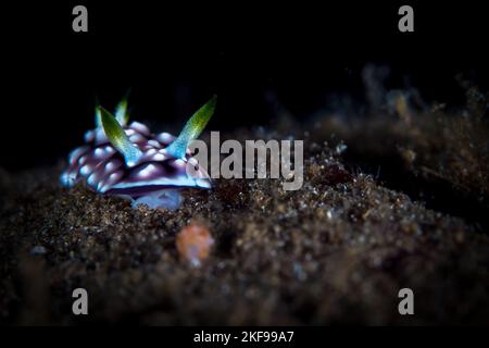 Nudibranco colorato dalle Isole WiTu in papua Nuova Guinea Foto Stock