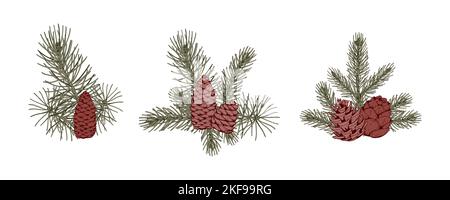 Set di composizioni botaniche natalizie con rami di pino e coni. Illustrazione vettoriale nello stile di schizzo isolata su sfondo bianco Illustrazione Vettoriale