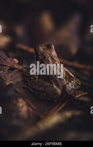 natura, città, macro, fotografia Foto Stock